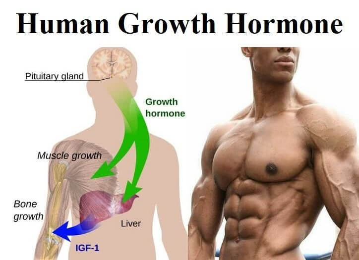 Human Growth Hormone & Palumboism Side Effects and Myth